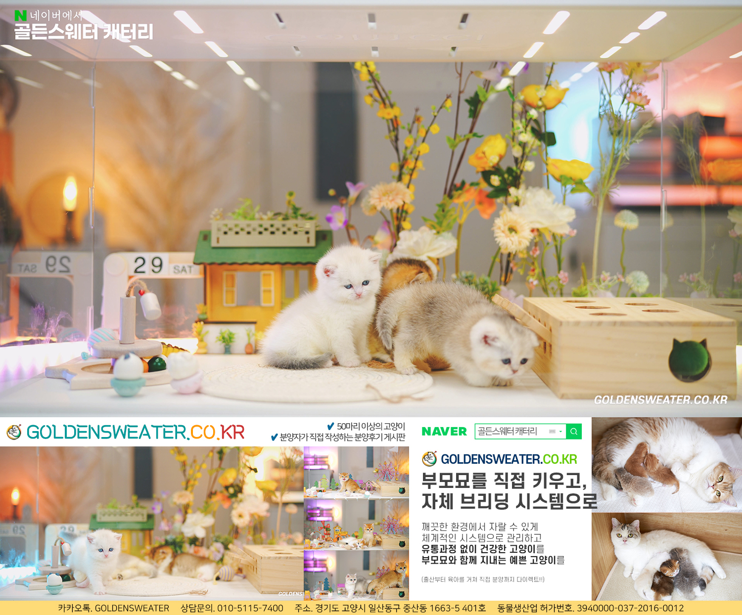 고양이분양사이트 행복한 우리집 : 자체 브리딩이란?