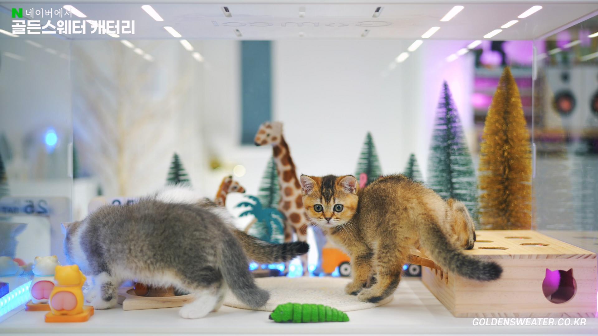 8b90acd7857cd.jpg