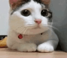 밥은 먹고 다니냐는 반응을 보여주는 고양이 리액션 GIF