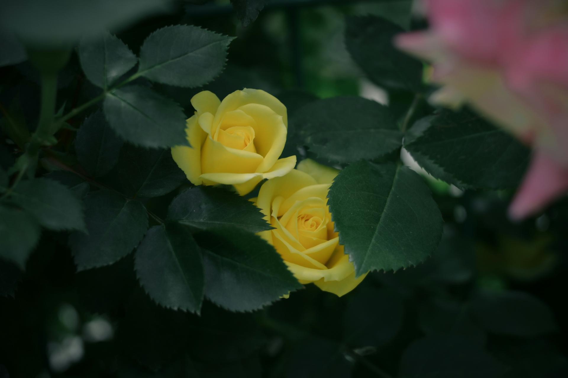 1dbc45f74af05.jpg