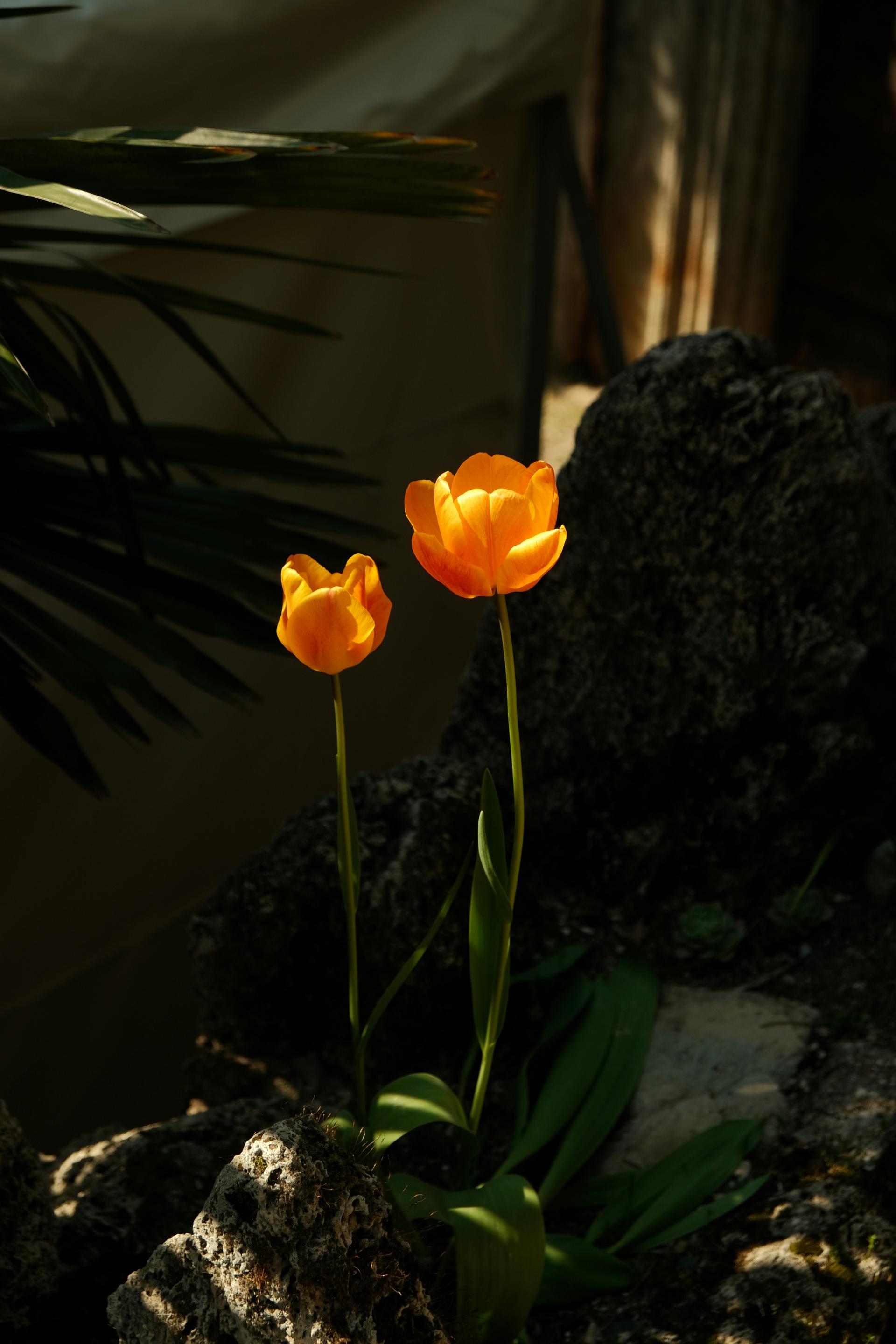 4effb6f02a13a.jpg