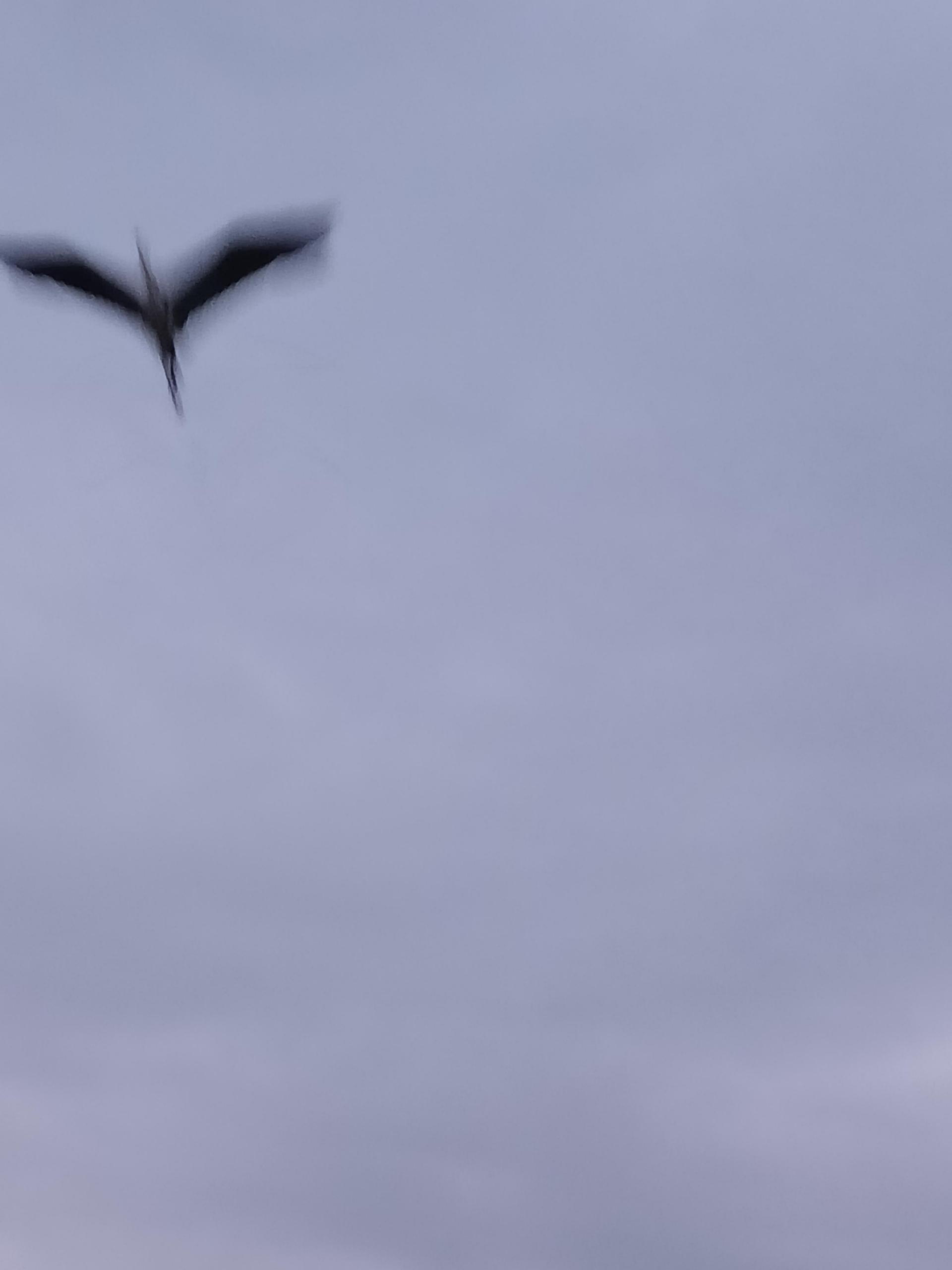 d17cc71e6ae2a.jpg