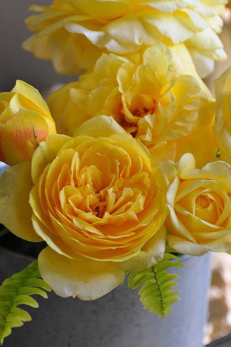 [대묘] Rosa Gulistan ( 굴리스탄 ) avec la nature