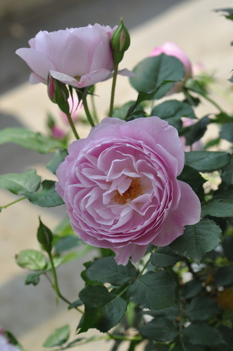 [대묘] Rosa - Fiora ( 피오라 ) : avec la nature