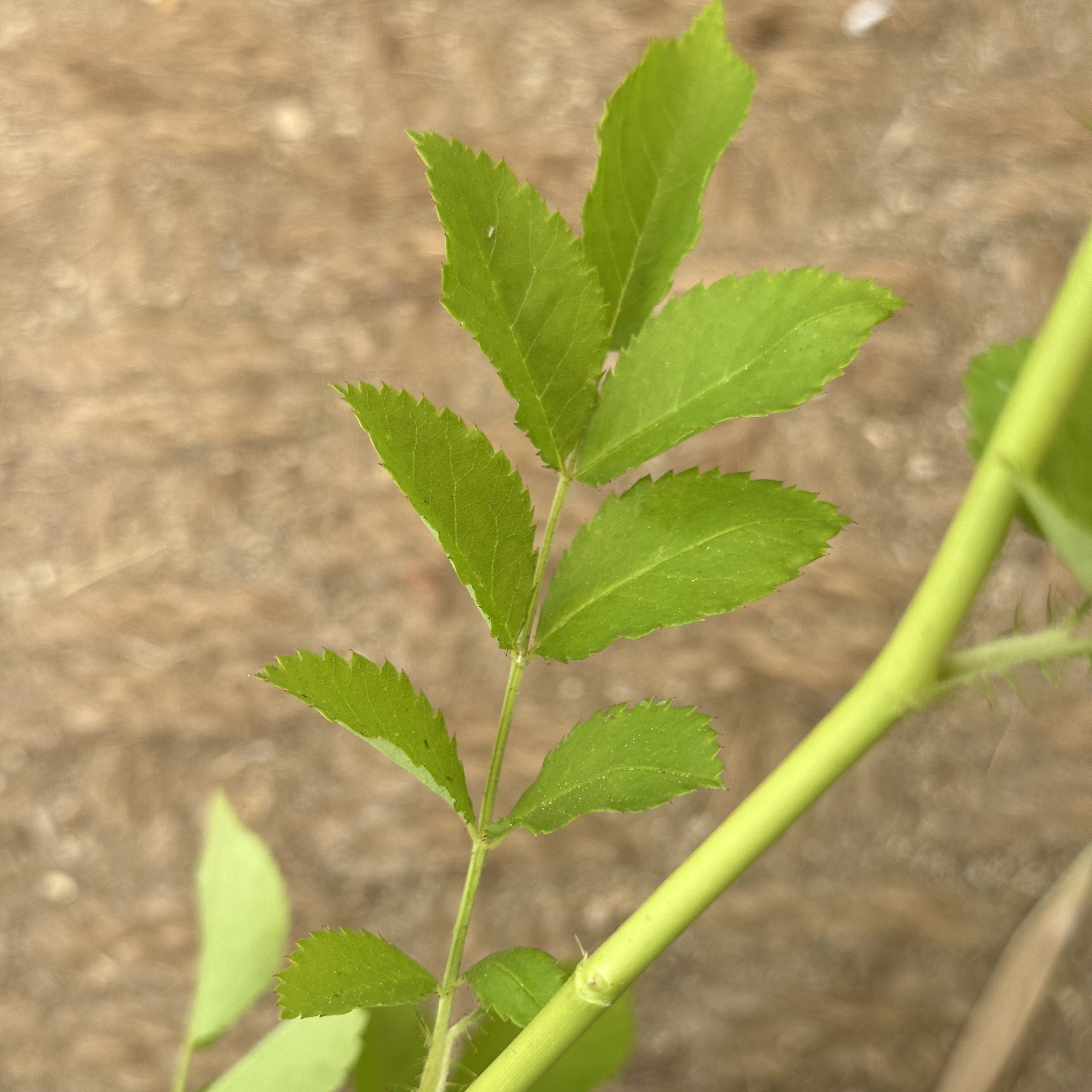 81353d8aa9816.jpg