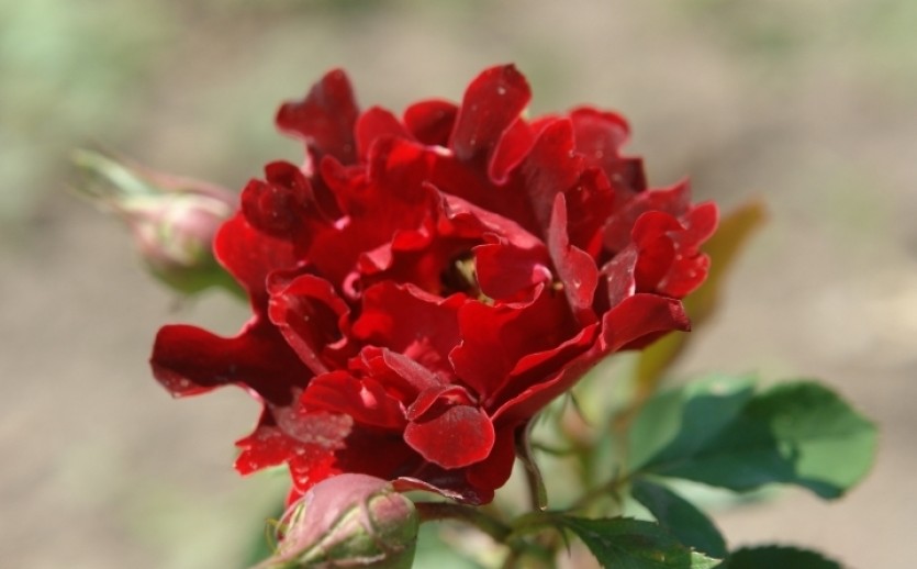 Indian Ruffles (인디안 러플스) : avec la nature