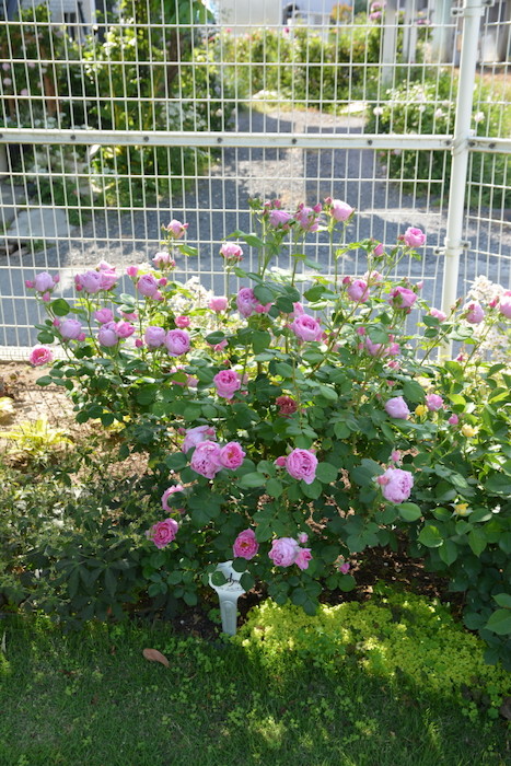 【予約大苗】バラ苗 エンデュミオン (Sh桃) 癌腫抵抗性台木苗 国産苗 6号鉢植え品［農林水産省 登録品種］《J-ROG》 ※2月末までのお届け