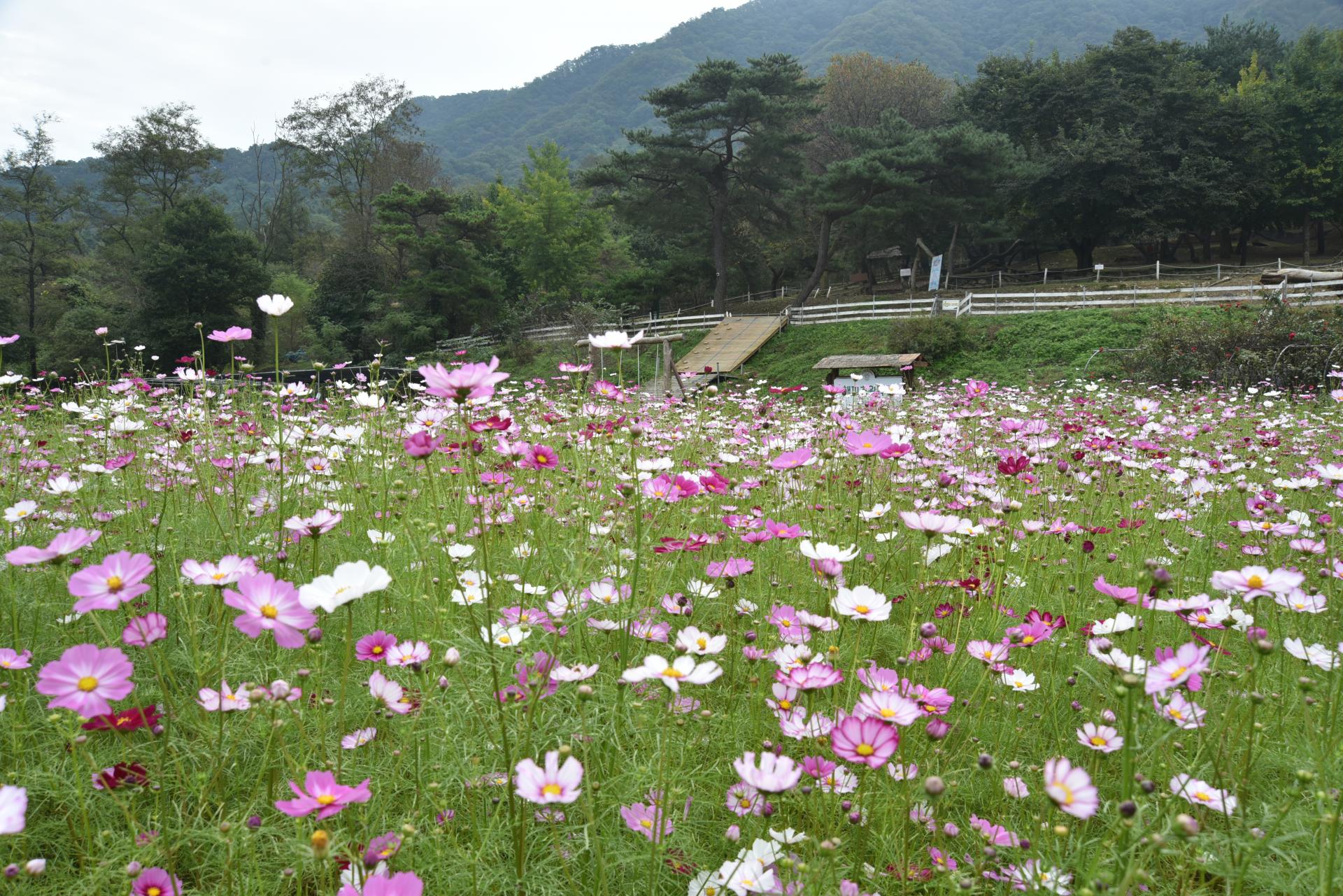 608add15438d1.jpg