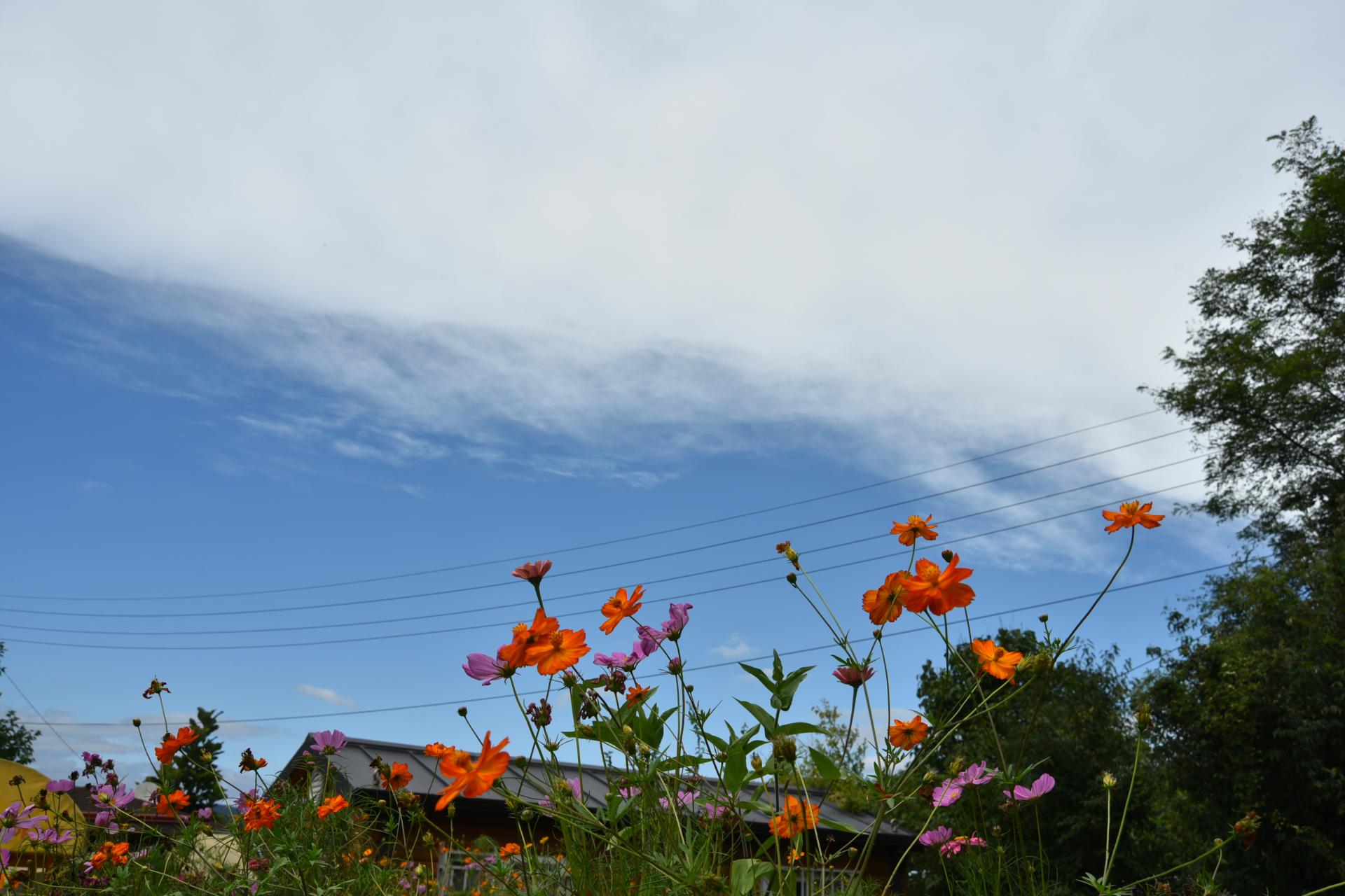d741b0f630d4a.jpg