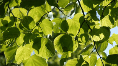모우526 8.정원산책 오드뚜알렛