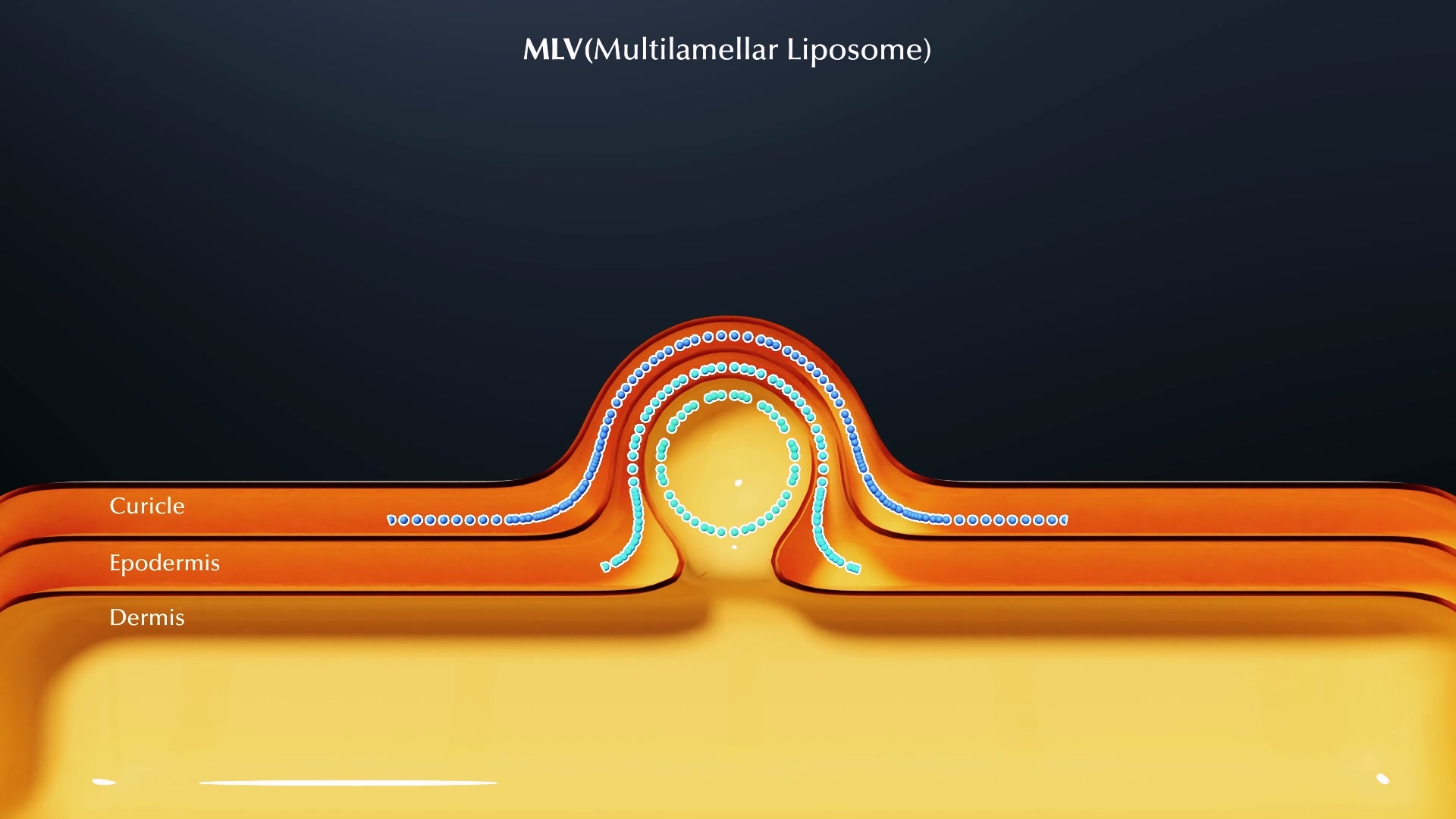 Beaucaire cosmetic_Liposome education motion graphic