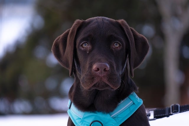 Labrador Retrievers