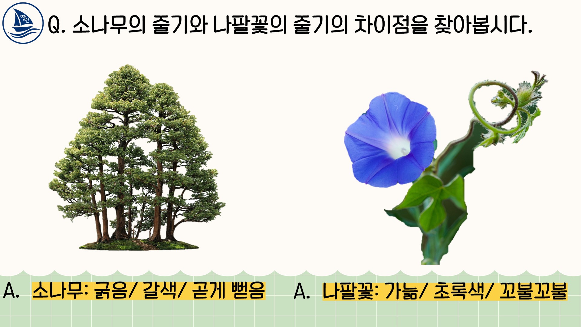 천재 이 6학년 1학기 3단원 식물의 구조와 기능 4차시 Ppt 아꿈선