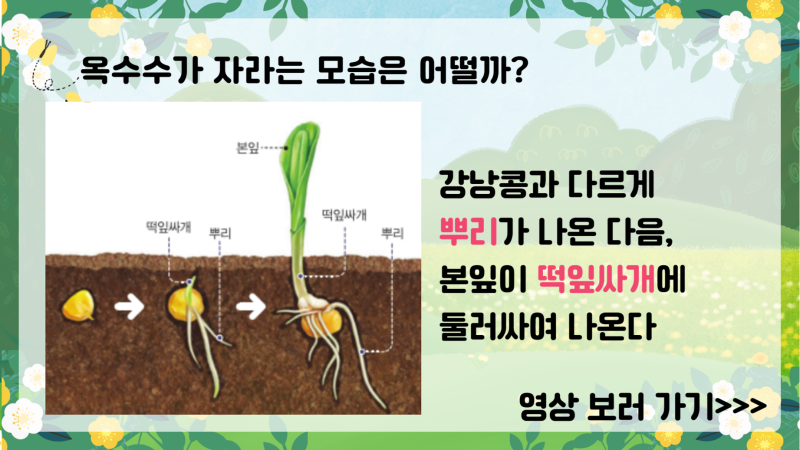 천재/4학년 1학기 3단원/식물의 한살이/5차시/씨가 싹 트는 과정/수업용 PPT/영상자료 포함 : 아꿈선 천재/4학년 1학기 3단원/식물의 한살이/5차시/씨가 싹 트는 과정/수업용 Ppt/영상자료 포함 : 아꿈선