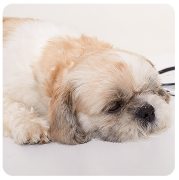 Pet bed protecting from electromagnetic waves (EMF) and Radon exposure