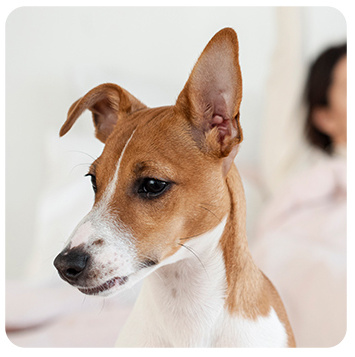 Restoring natural circadian rhythm for pets with consistent sleep environment