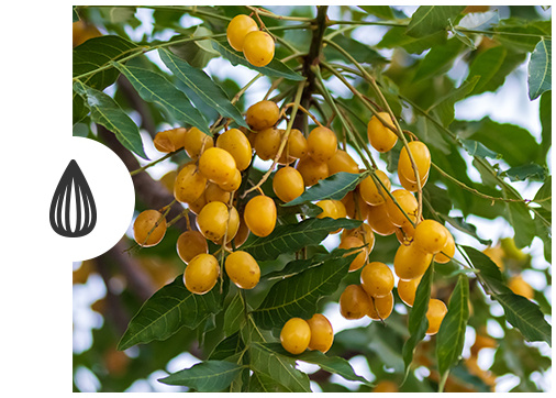 Dr. Friend pillow made with natural active oil fiber and anti-allergy fabric