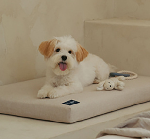Detachable open-top pet bed for a spacious feel