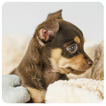 Designed for acute ears. Providing a quiet sanctuary from the world's smallest noises.