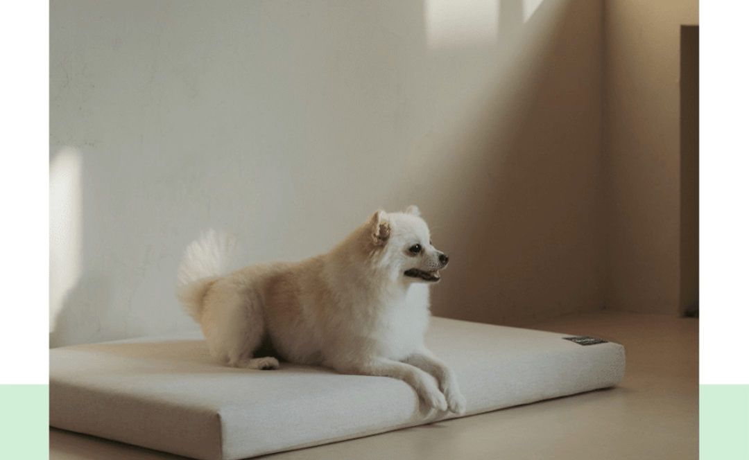 Dr.Friend Puppy-Revolutionary indoor grounding technology for city pets