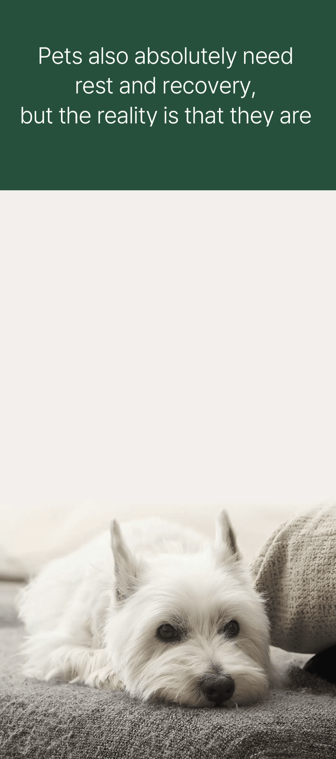 Importance of physical recovery and deep sleep for domestic pets