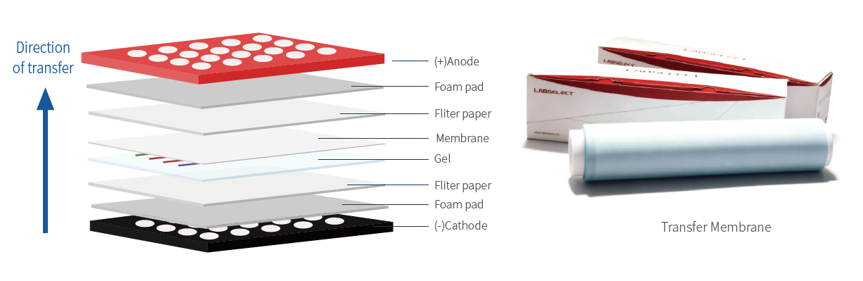 LABSELECT Transfer Membrane