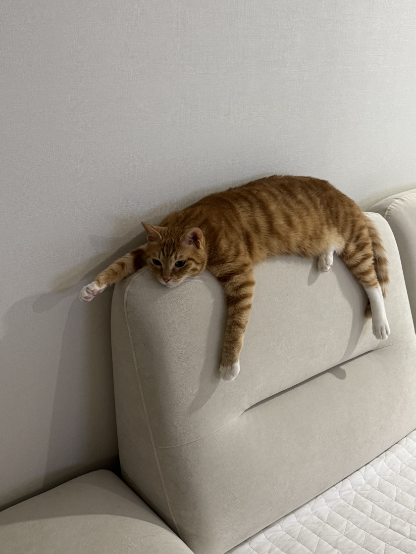 3478a54c2a129.png