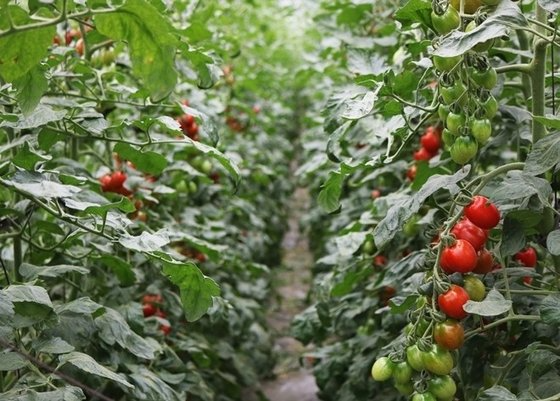 토마토는 16세기 이후 수십 년간 재배되어 오면서 변화되어 왔다. 사진 그래도팜 