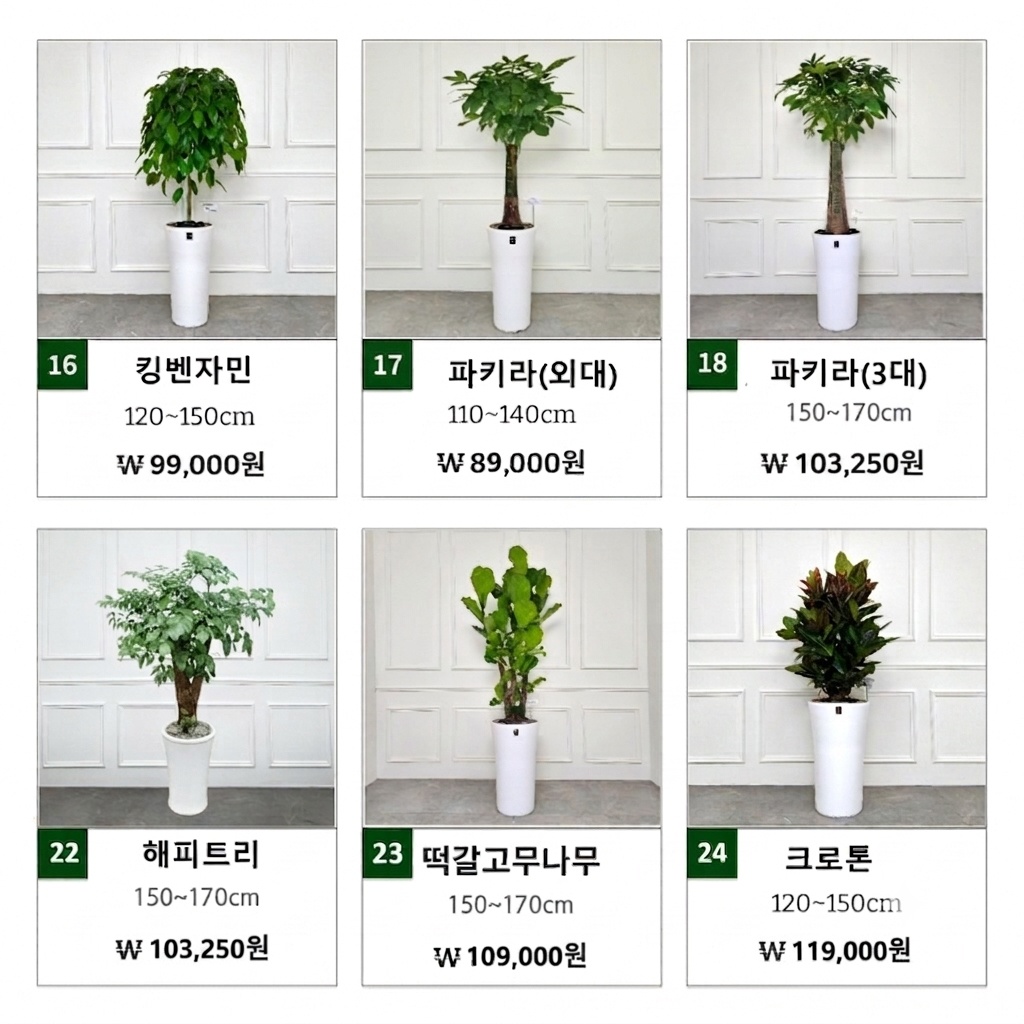 인기 개업, 집들이, 승진, 축하 화분 24종