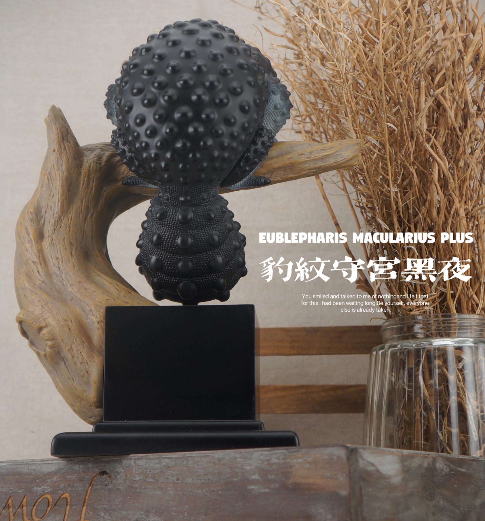 박물지스튜디오 레오파드 게코 블랙나이트 PLUS VER