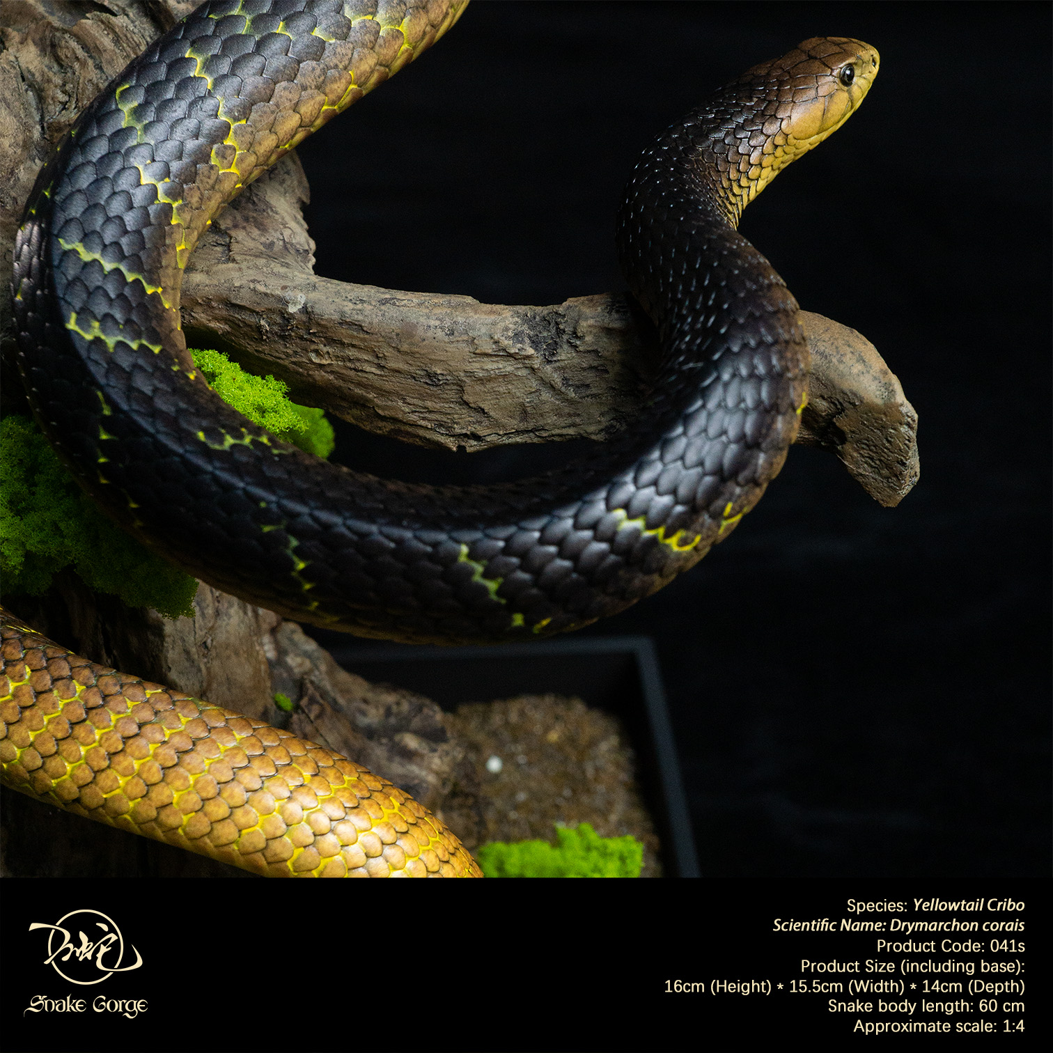 (예약 상품) Snake Gorge스튜디오 옐로우테일 크리보