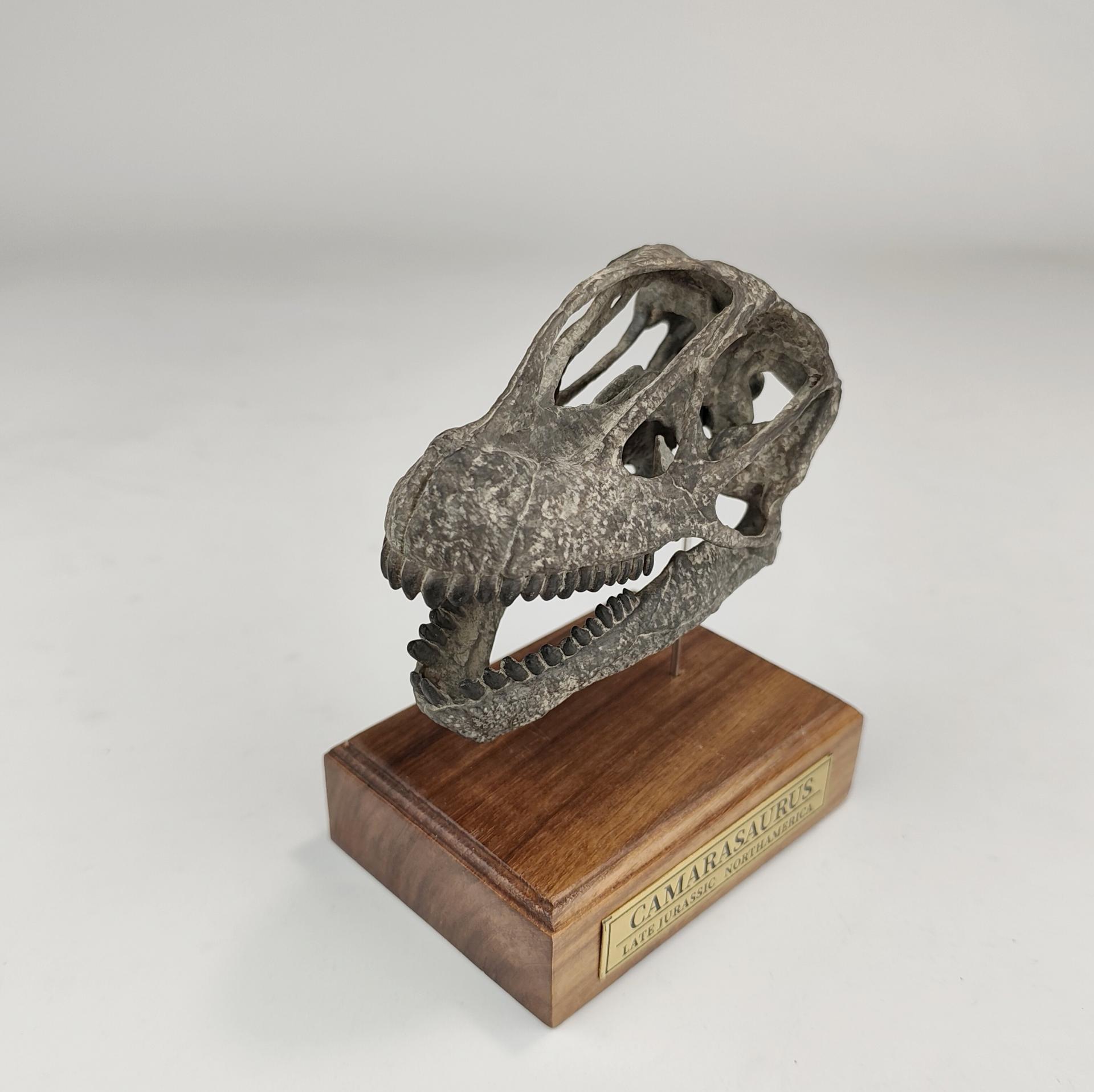 (예약 상품) 국석모형 1:6 비율 카마라사우루스 두개골 화석 3D 모형