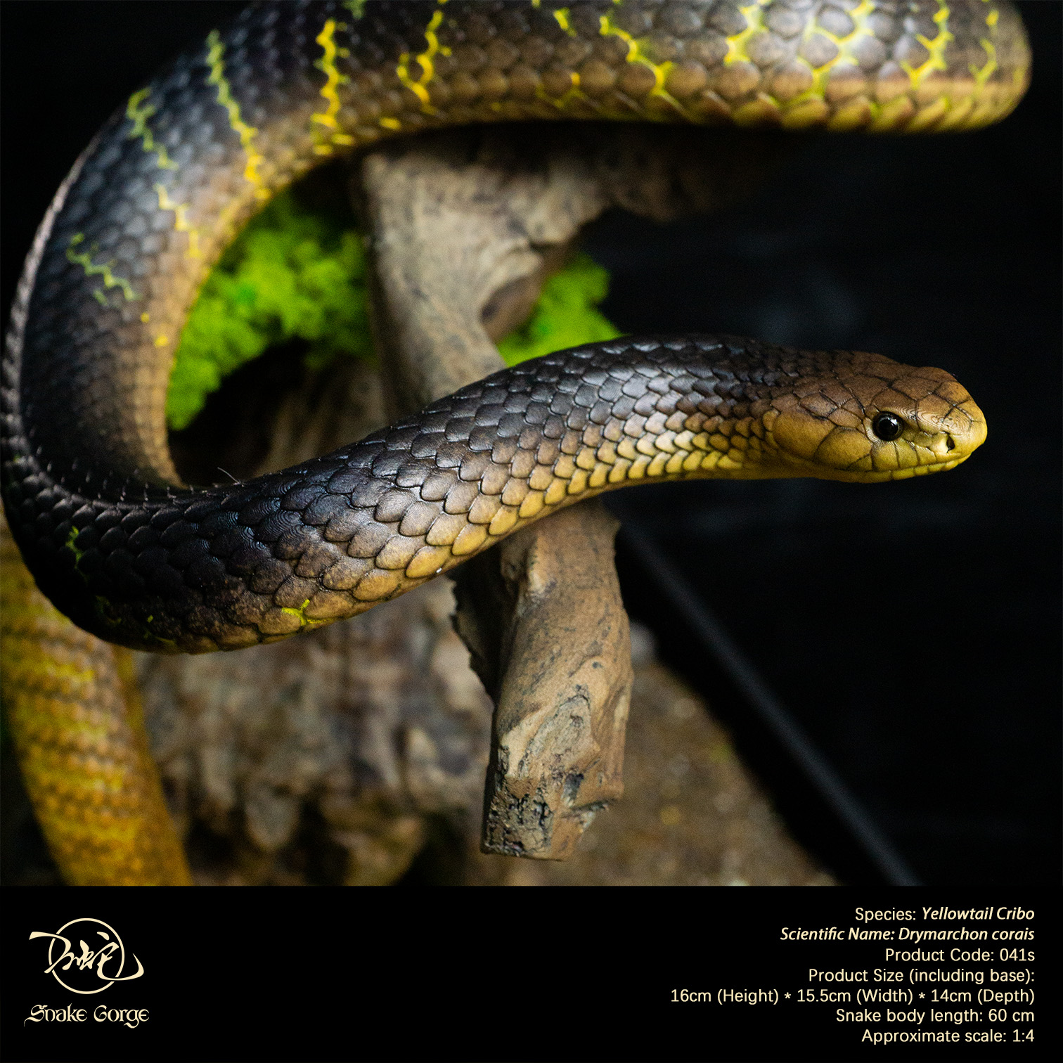 (예약 상품) Snake Gorge스튜디오 옐로우테일 크리보