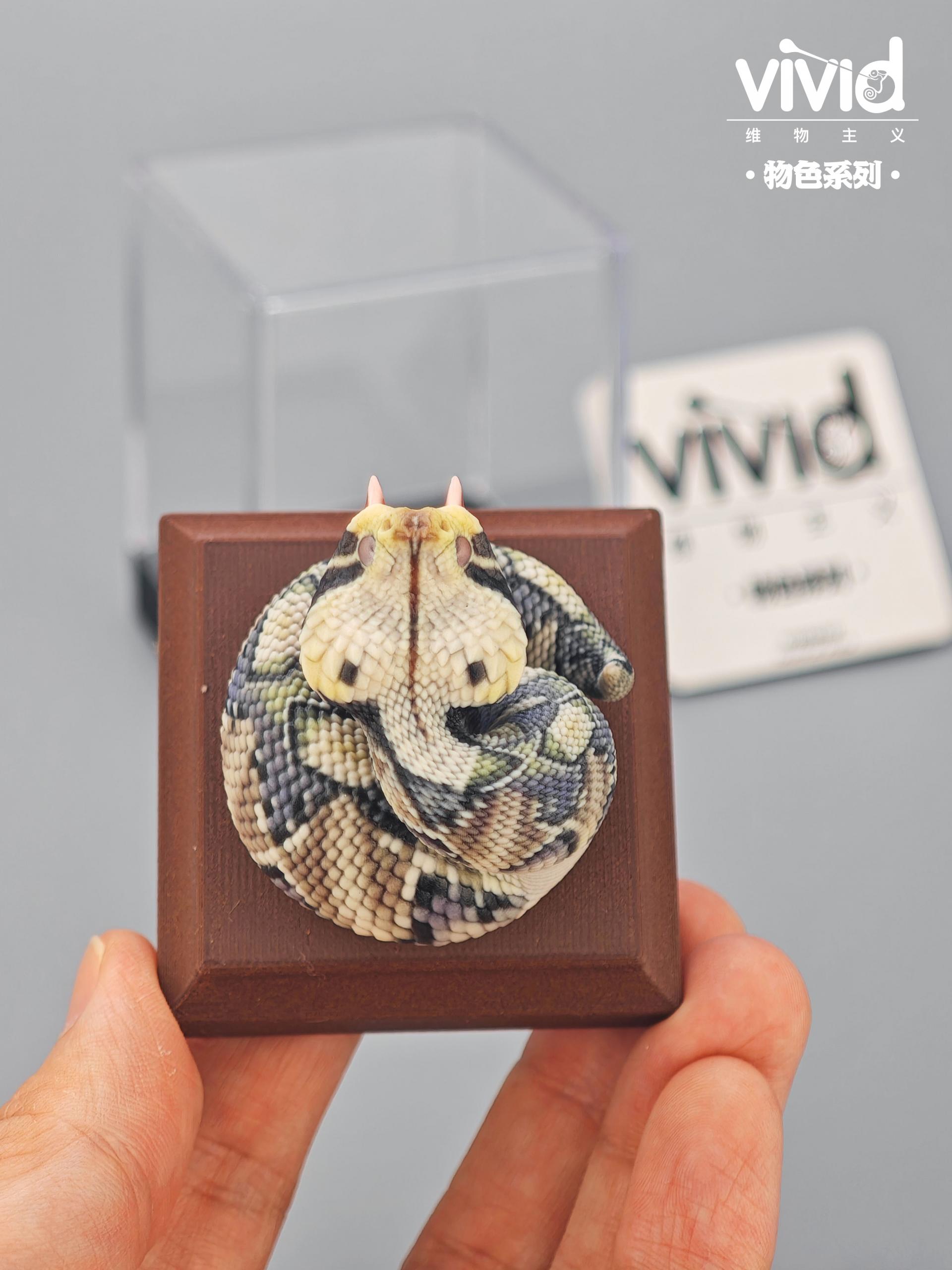 (예약 상품) Vivid스튜디오 물색 시리즈 가분 바이퍼