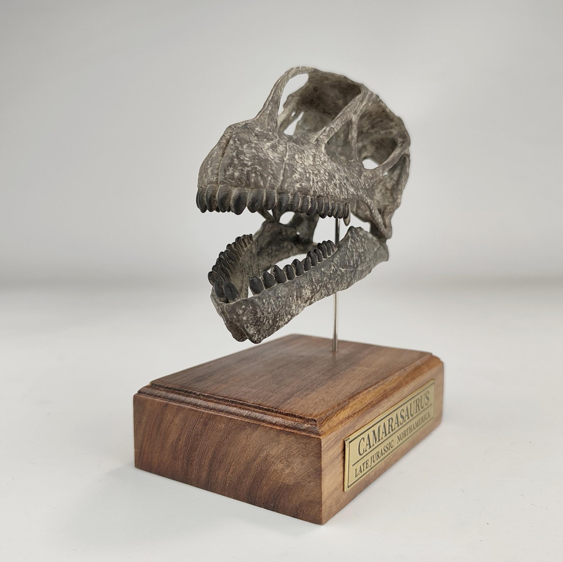 (예약 상품) 국석모형 1:6 비율 카마라사우루스 두개골 화석 3D 모형