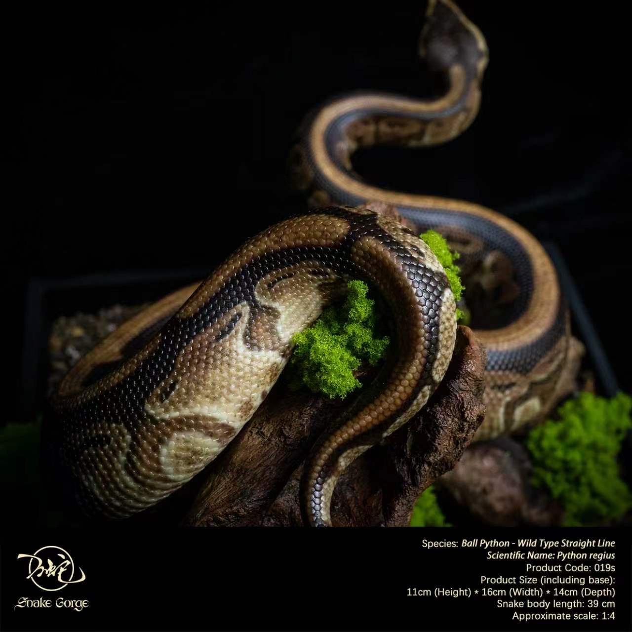 (예약 상품) Snake Gorge스튜디오 볼파이톤