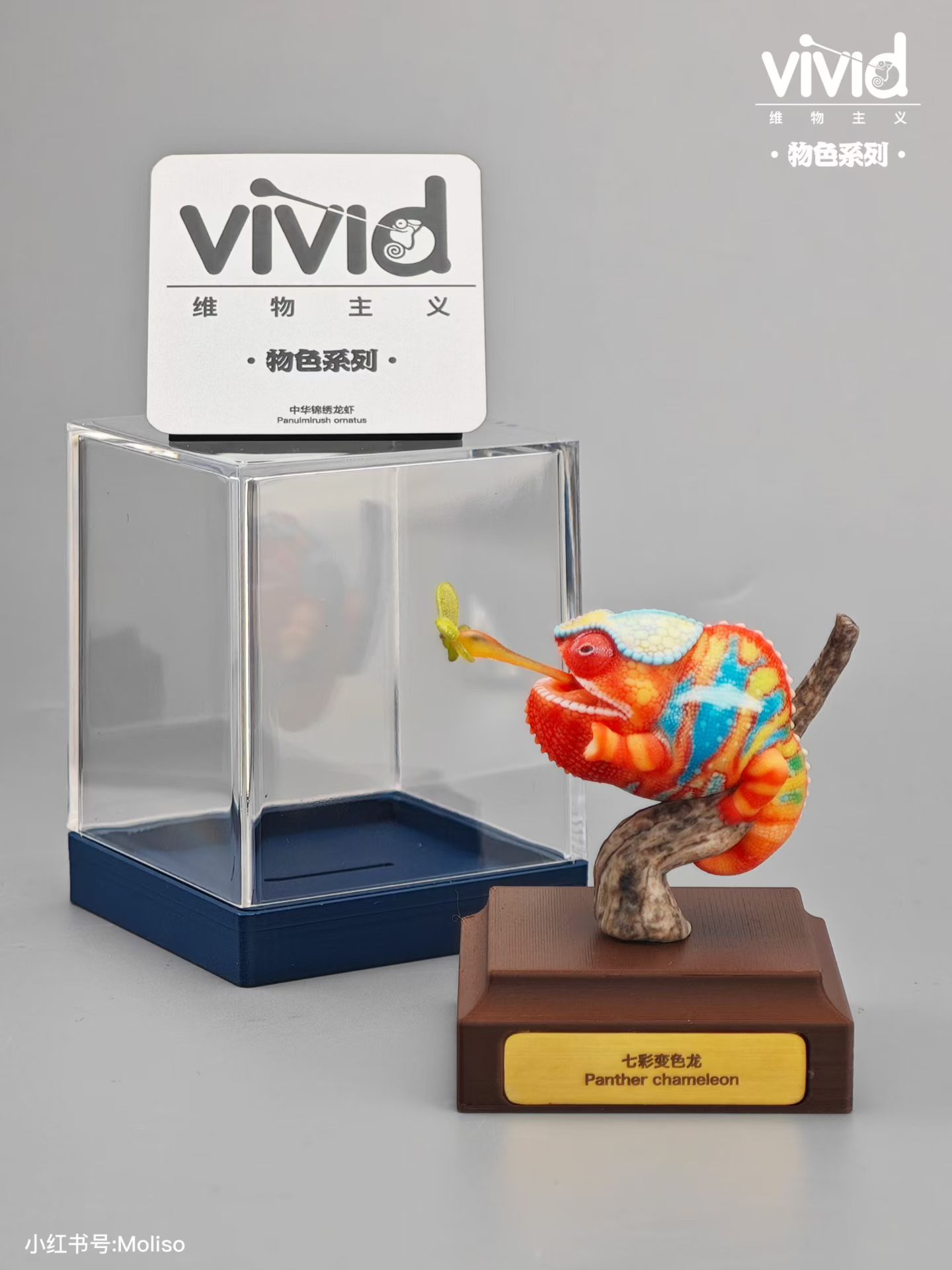 (예약 상품) Vivid스튜디오 물색 시리즈 팬서카멜레온
