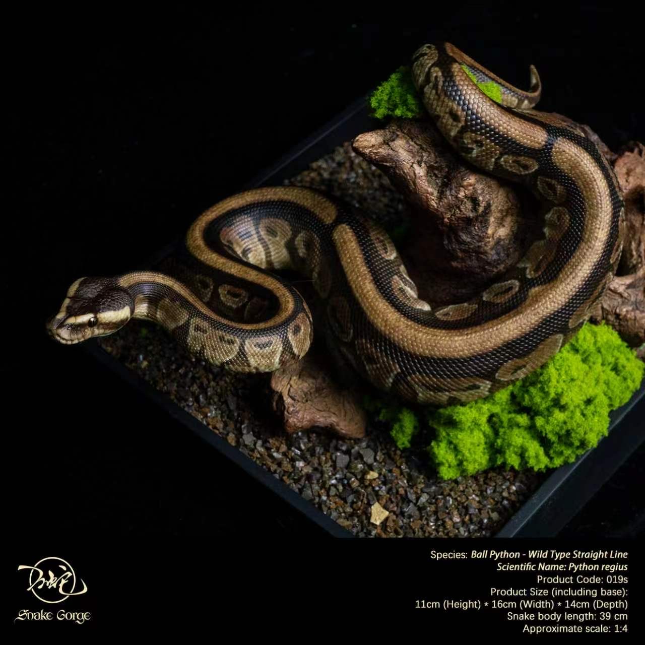 (예약 상품) Snake Gorge스튜디오 볼파이톤