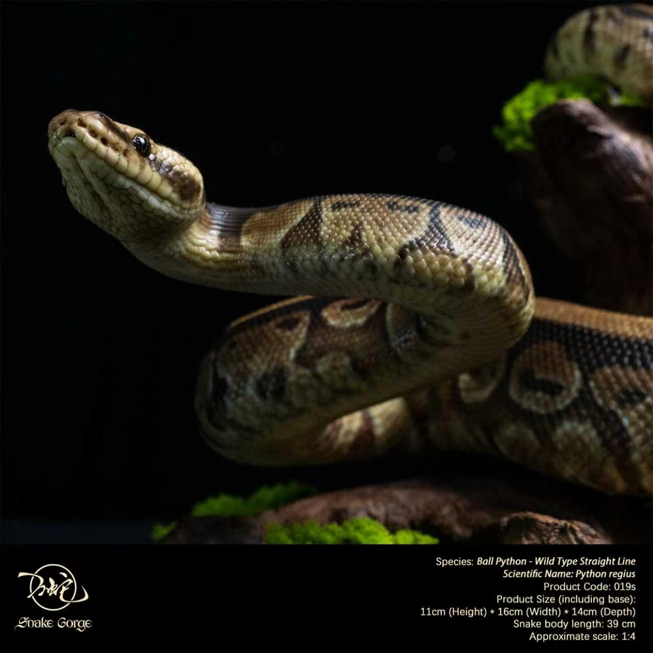 (예약 상품) Snake Gorge스튜디오 볼파이톤