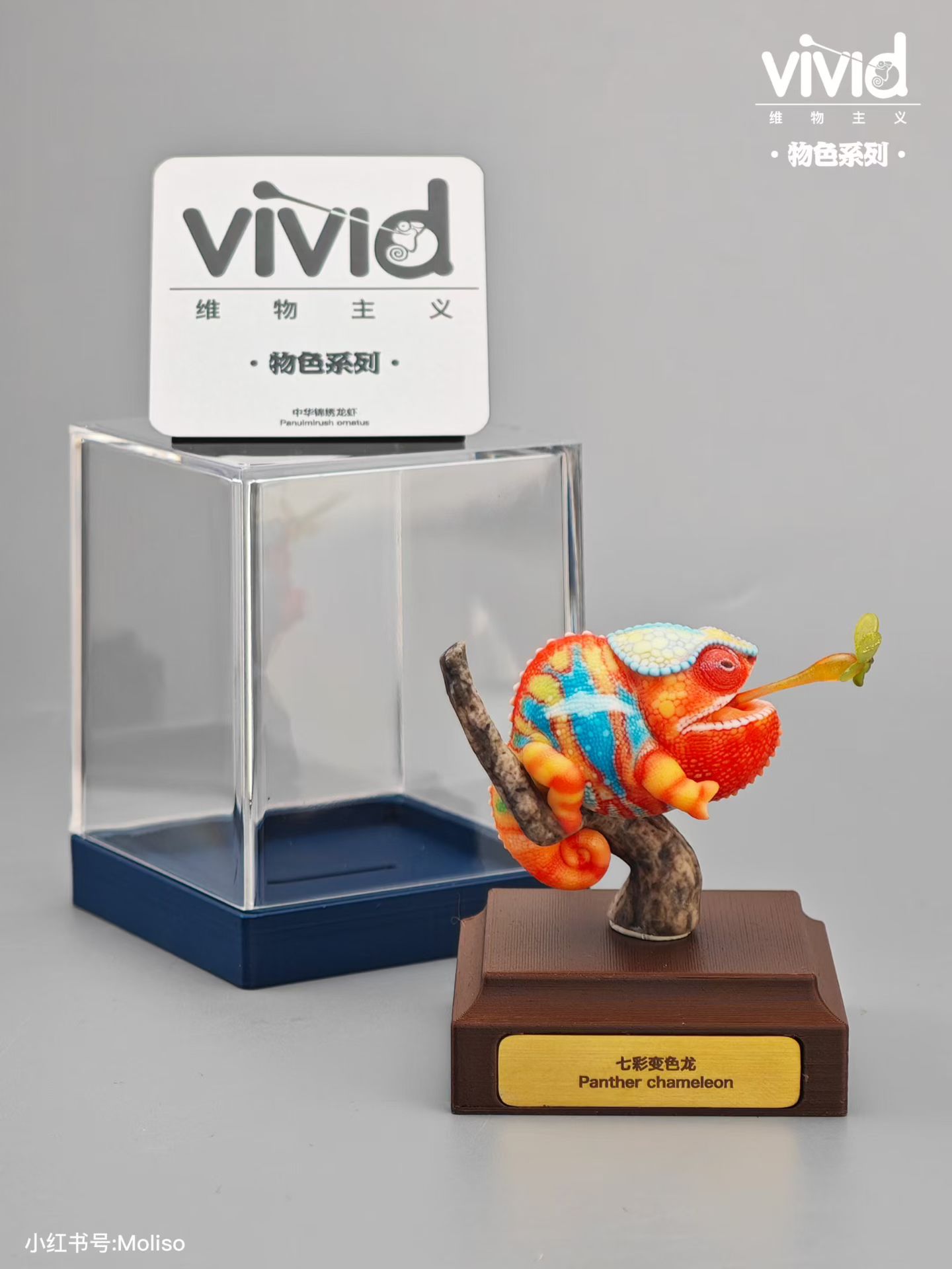 (예약 상품) Vivid스튜디오 물색 시리즈 팬서카멜레온