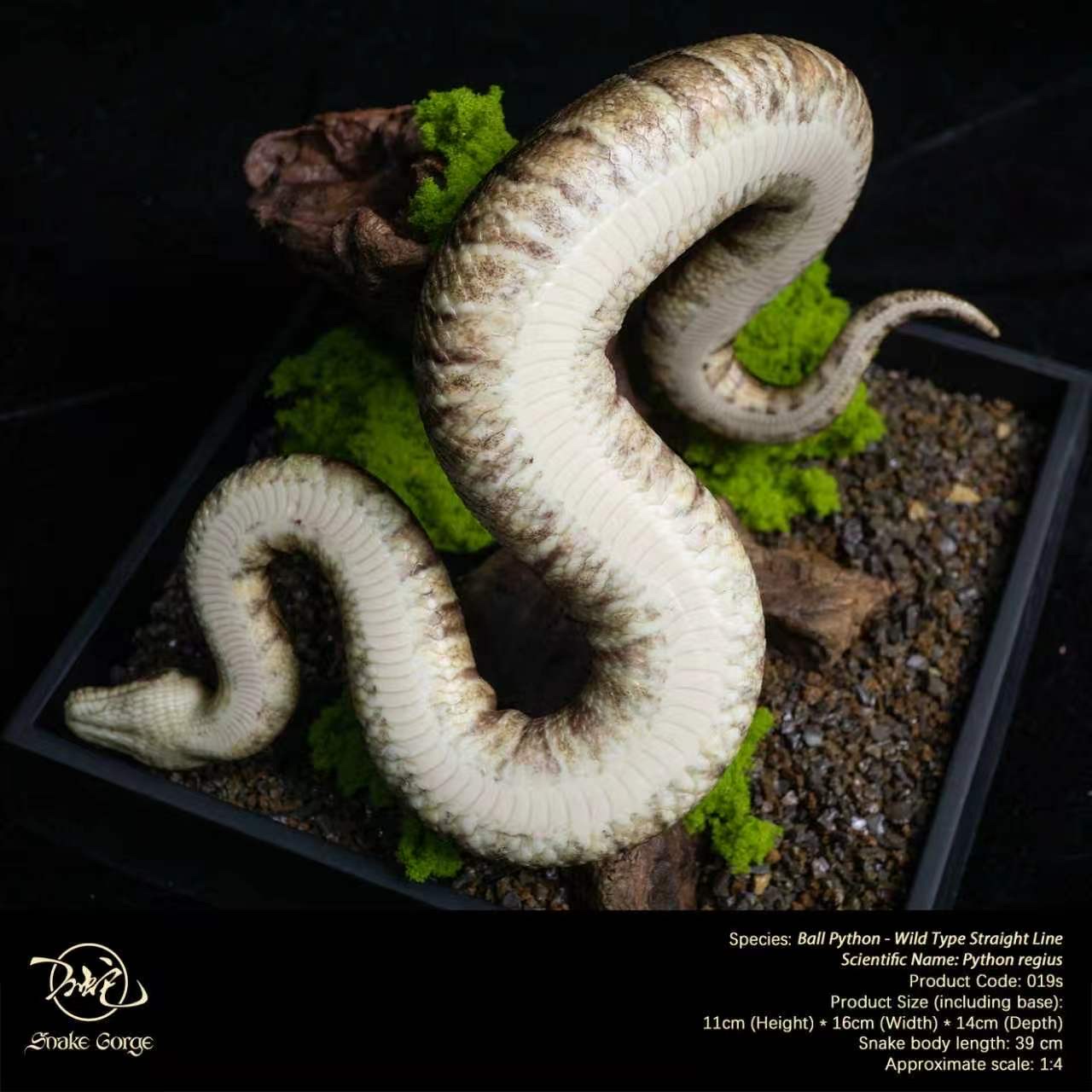 (예약 상품) Snake Gorge스튜디오 볼파이톤