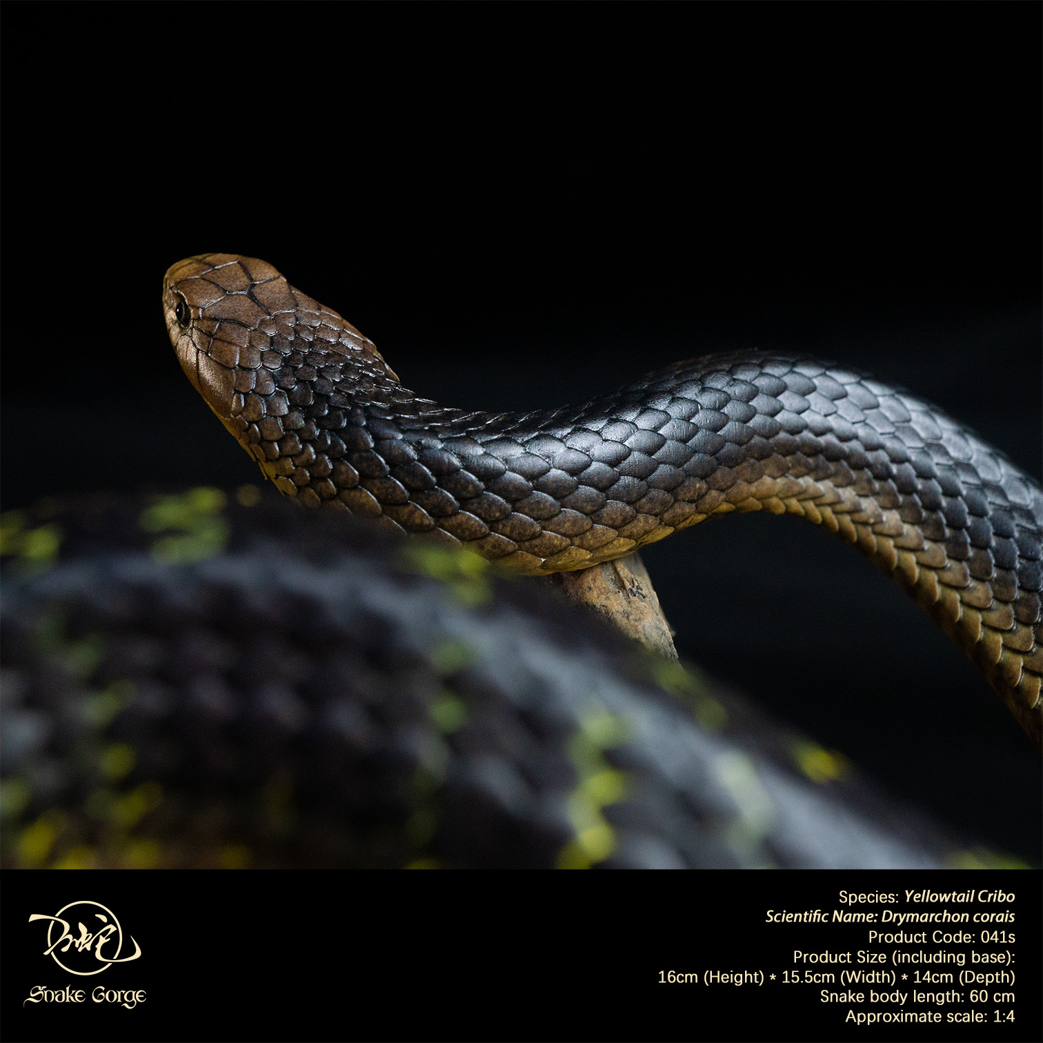 (예약 상품) Snake Gorge스튜디오 옐로우테일 크리보