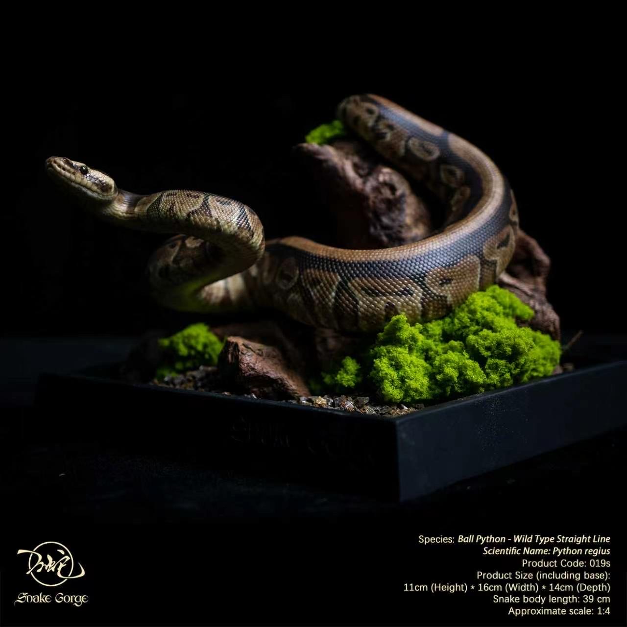 (예약 상품) Snake Gorge스튜디오 볼파이톤