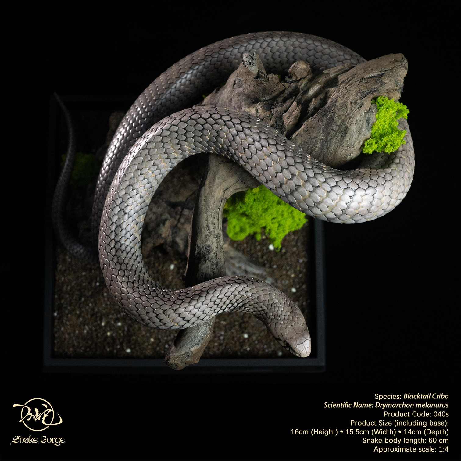 (예약 상품) Snake Gorge스튜디오 블랙테일 크리보