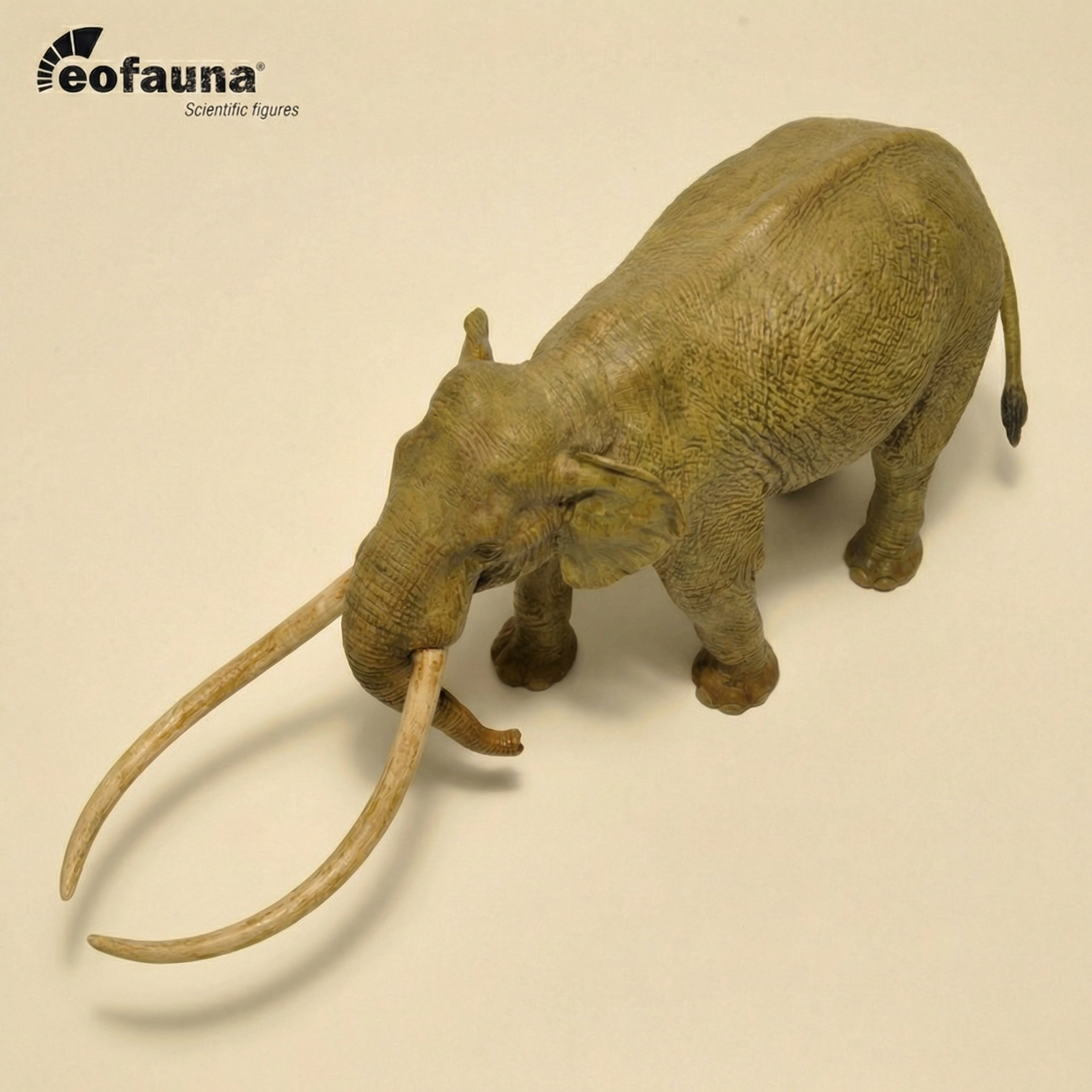 Eofauna 아난쿠스(Anancus)