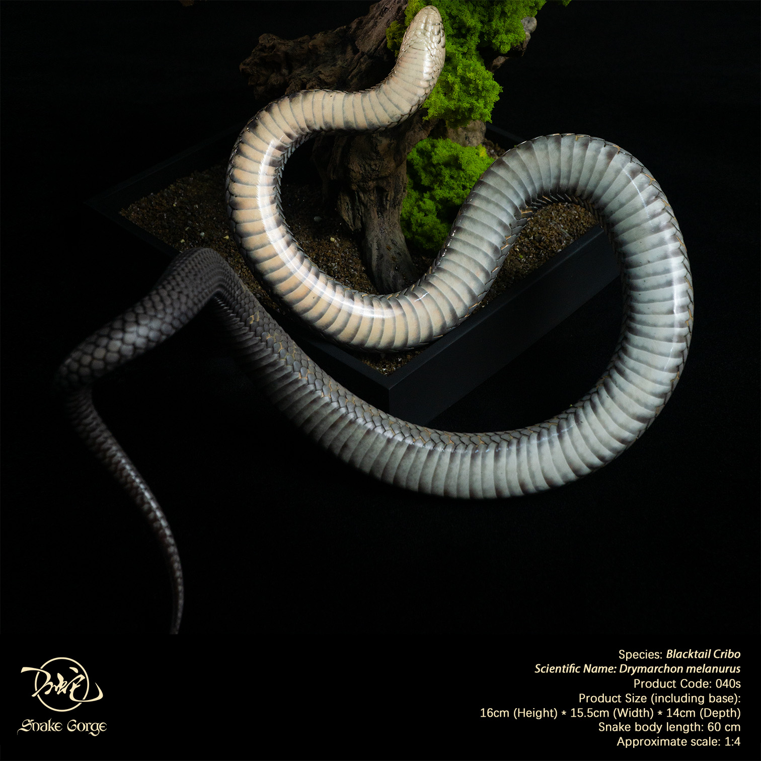 (예약 상품) Snake Gorge스튜디오 블랙테일 크리보