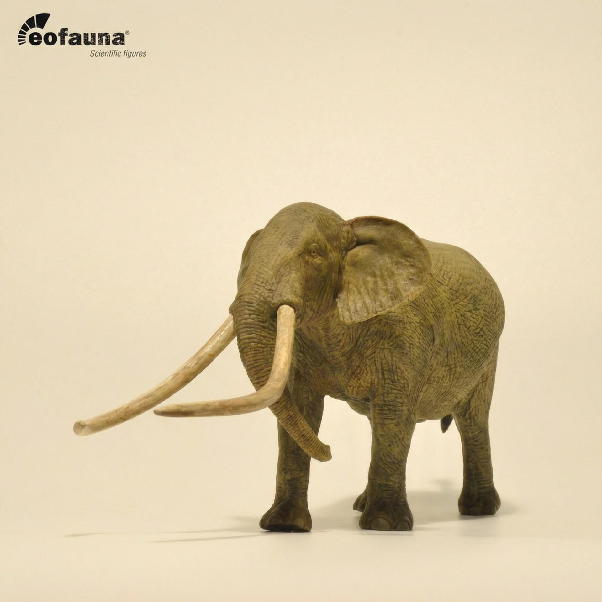 Eofauna 아난쿠스(Anancus)