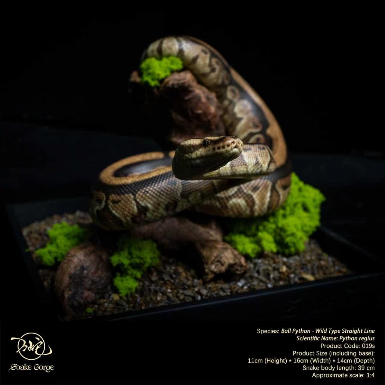(예약 상품) Snake Gorge스튜디오 볼파이톤
