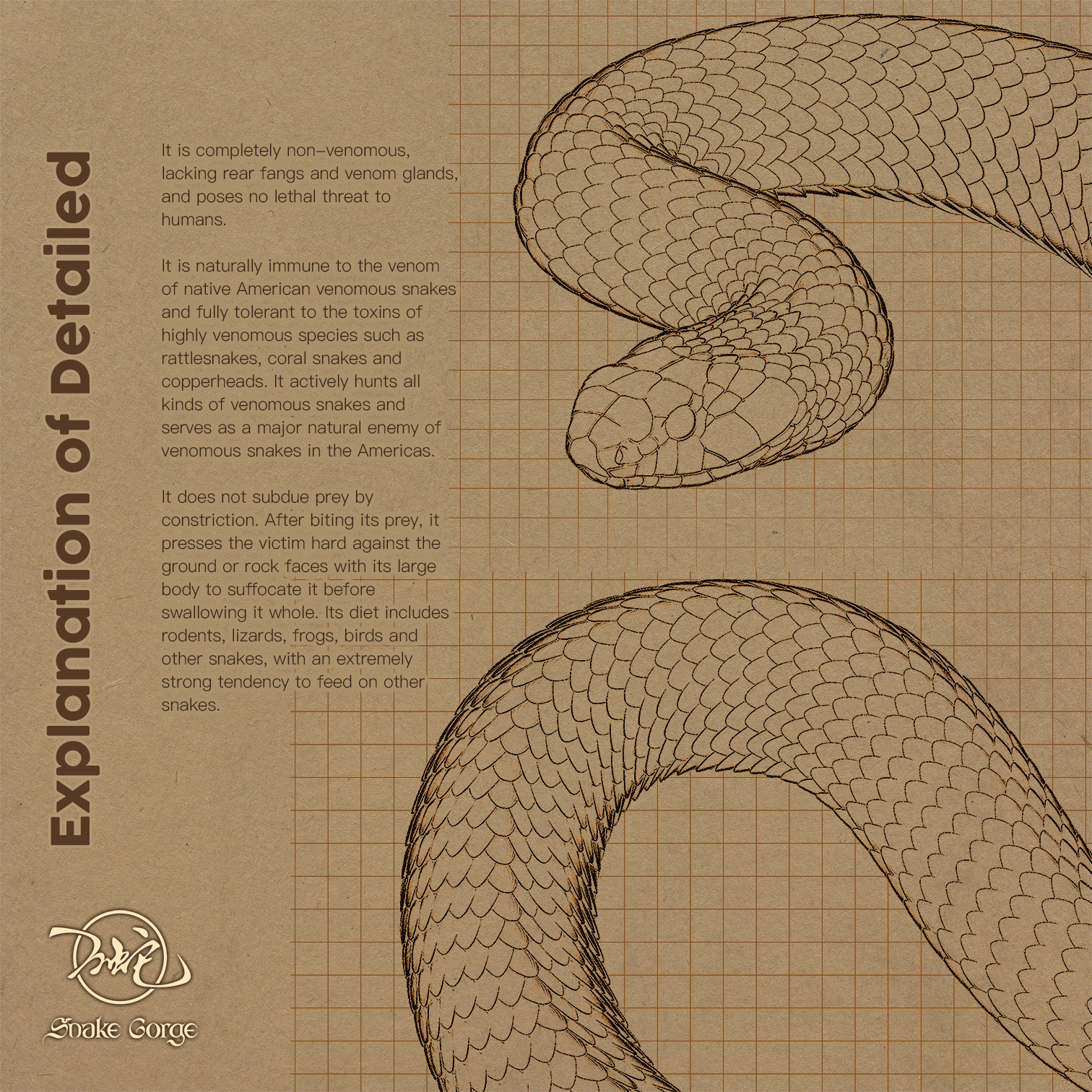 (예약 상품) Snake Gorge스튜디오 옐로우테일 크리보