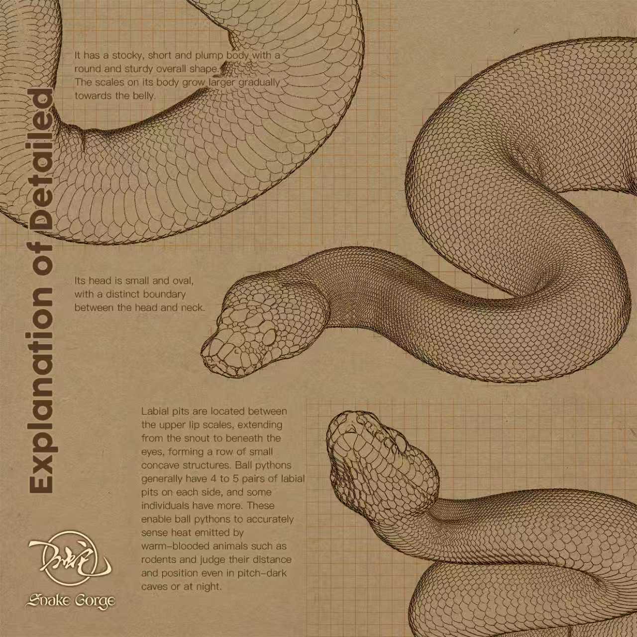 (예약 상품) Snake Gorge스튜디오 볼파이톤